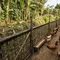 17 Cara Ternak Ayam Kampung Tanpa Membeli Kandang, Cocok untuk Pemula dengan Modal Terbatas