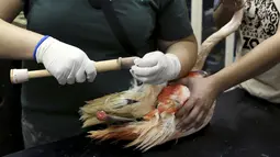Dokter hewan dan penjaga kebun binatang mencoba memasangkan kaki palsu untuk flamingo, Brasil, Rabu (1/7/2015). Flamingo Chile dipasangi kaki palsu karena bagian bawah kaki kirinya yang mengalami patah tulang telah diamputasi. (REUTERS/Paulo Whitaker)
