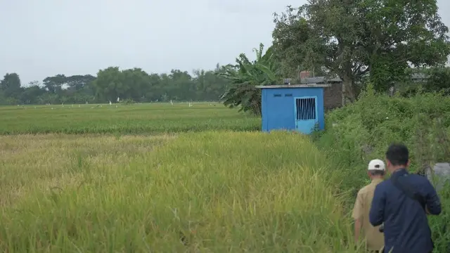 Hadapi Perubahan Iklim, Kementan Bedakan Penanganan Daerah Beririgasi dan Tidak