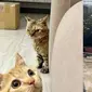 Potret kucing kalau lagi berkelahi (sumber: Instagram/kucing.esthetic)