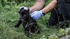 Seorang dokter hewan bersiap untuk memvaksinasi jaguar yang baru lahir di kebun binatang Crecy-la-Chapelle yang juga dikenal sebagai "Parrot World" di Crecy-la-Chapelle, Rabu (7/8/2024). (STEPHANE DE SAKUTIN / AFP)