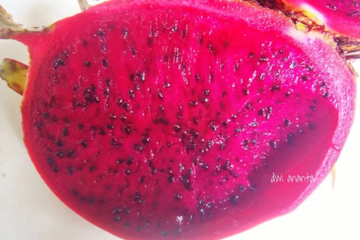Tips Membuat Masker Buah Naga Untuk Hilangkan Bekas Jerawat
