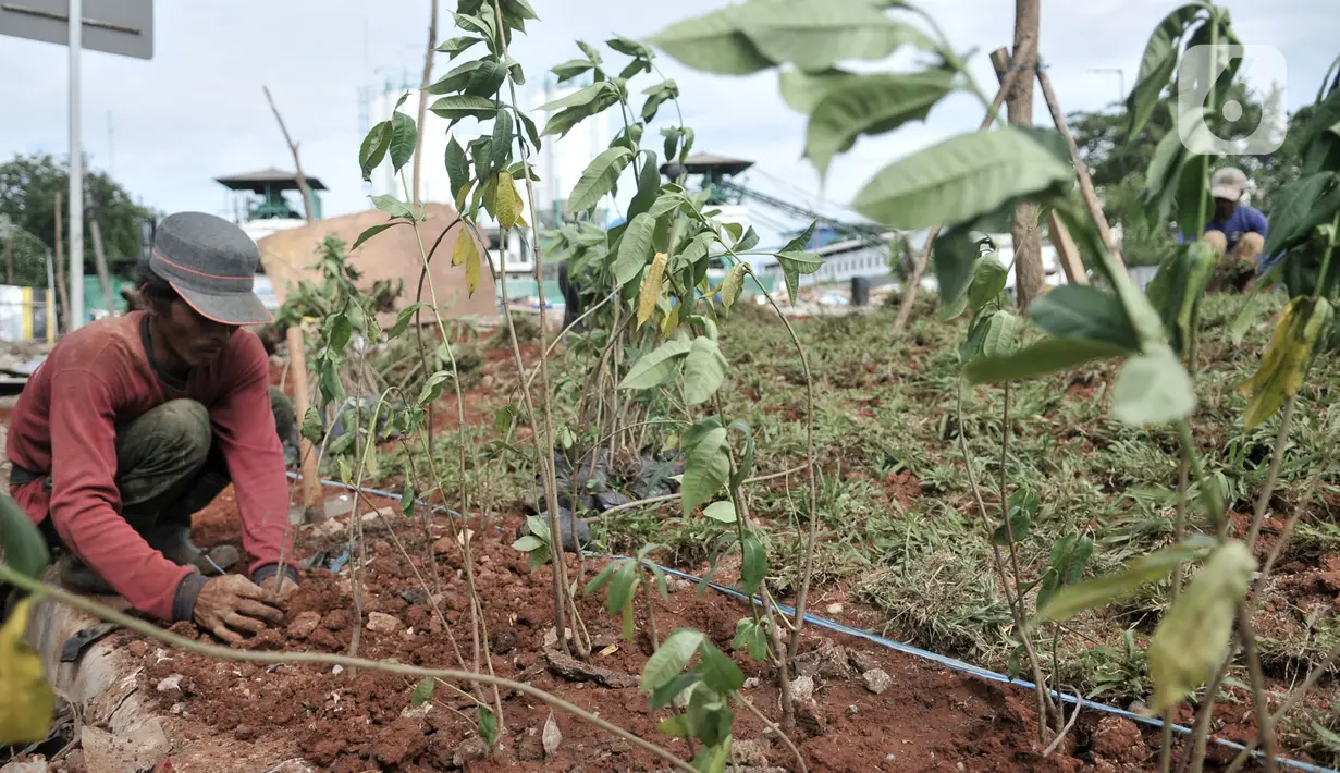Pekerja menanam rumput saat menyelesaikan proyek revitalisasi Taman Danau Sunter, Jakarta, Senin (9/3/2020). Revitalisasi ini untuk mengubah lahan kosong sekitar Danau Sunter menjadi area pembibitan tanaman, taman interaktif warga, dan destinasi wisata air terpadu. (merdeka.com/Iqbal Nugroho)