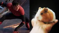 Asyik Nonton Spiderman di Bioskop, Pria Ini Malah Digigit Hamster Nakal (Ilustrasi Sumber: Mirror, Pexels)