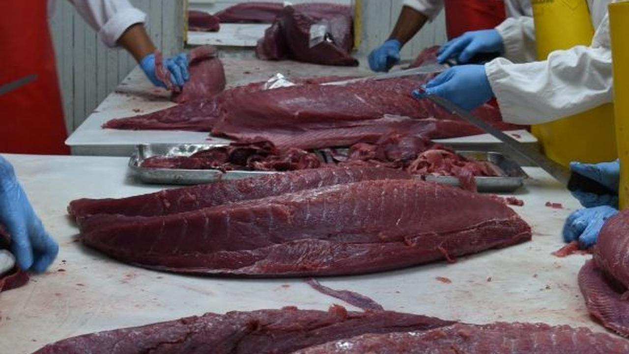 Tahun Tuna 2024, KKP Perkuat Daya Saing Komoditas Tuna