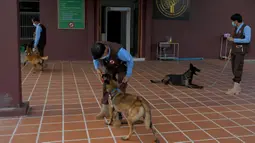 Pelatih berinteraksi dengan anjing yang dilatih untuk mendeteksi virus corona COVID-19 saat sesi pelatihan di Pusat Aksi Ranjau Kamboja, Provinsi Kampong Chhnang, Kamboja, 27 September 2021. Otoritas antiranjau darat Kamboja melatih anjing untuk mendeteksi COVID-19. (TANG CHHIN SOTHY/AFP)