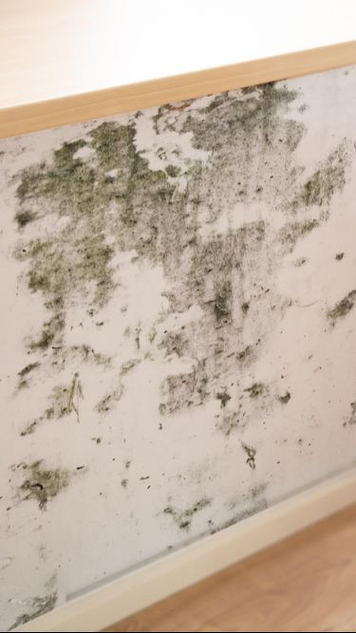 Dampak Kesehatan saat Tembok Rumah Berjamur