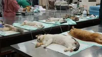 Bukan Cuma Makanan, Kucing Liar Juga Butuh Sterilisasi dan Vaksinasi Rabies