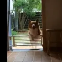 Ini penderitaan yang akan dialami oleh anjingmu bila tubuhnya terlalu gendut. Antara lucu sama kasihan, huhuhu. | Via: istimewa