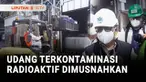 Kementerian Lingkungan Hidup memusnahkan udang yang terkontaminasi radioaktif. Hampir 500 karton atau 5 ton udang dimusnahkan setelah dipastikan mengandung radioaktif jenis Cesium 137.