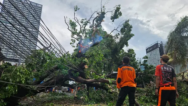 Pohon tumbang di tangerang selatan