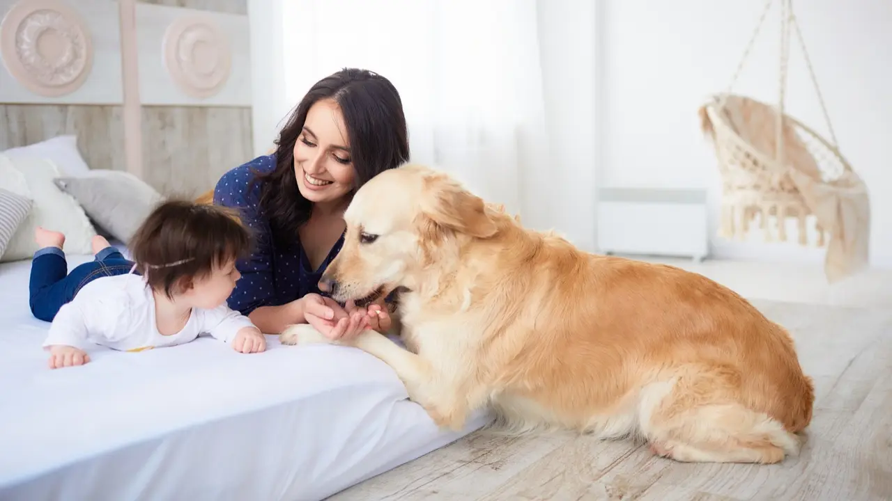 Family Dog
