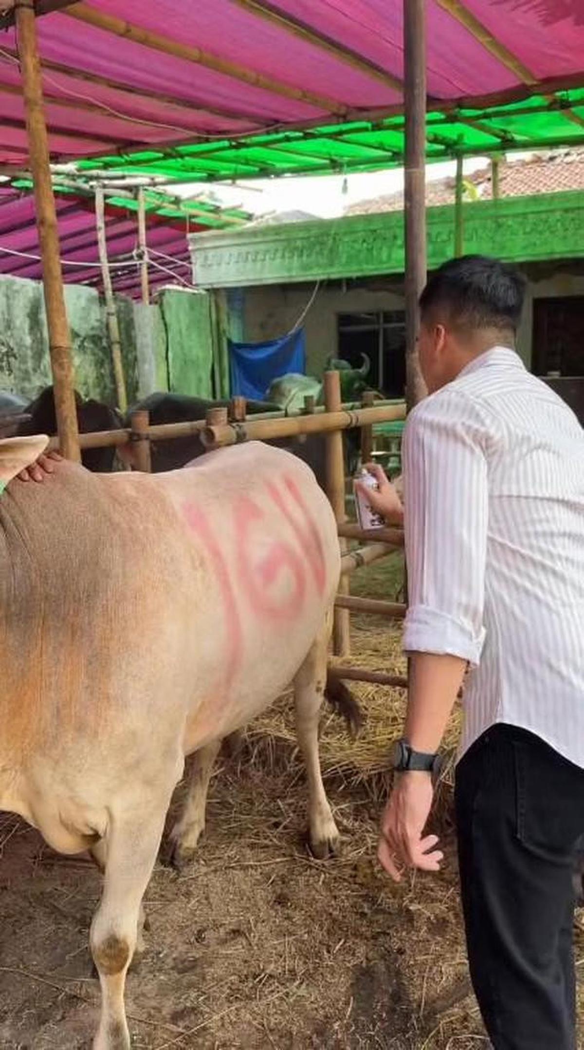 10 Potret Hewan Kurban Artis di Momen Idul Adha 2026, Diberi Nama yang Unik