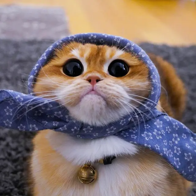 7 Potret Menggemaskan Pisco, Kucing yang Mirip Puss in Boots