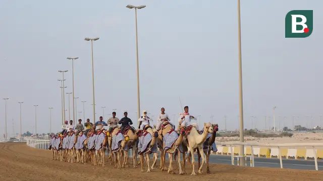 Al Shahaniya Camel Racetrack