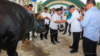 Presiden Prabowo Subianto memberikan dua ekor sapi kurban yang disalurkan untuk masyarakat di kawasan Ibu Kota Nusantara (IKN). (Foto: Otorita IKN)