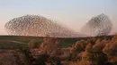 Sekitar 3.000 burung jalak terbang melakukan migrasi dalam berbagai formasi terlihat di langit dekat kota Rahat, selatan Israel, Senin (2/2/2015). (AFP Photo/Menahem Kahana)