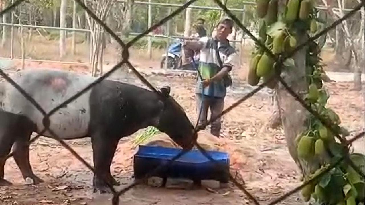 Tapir Masuk Perkebunan Sawit, BKSDA Soroti Jaraknya yang Dekat dengan Tol