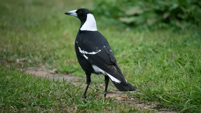Serangan Burung Magpie