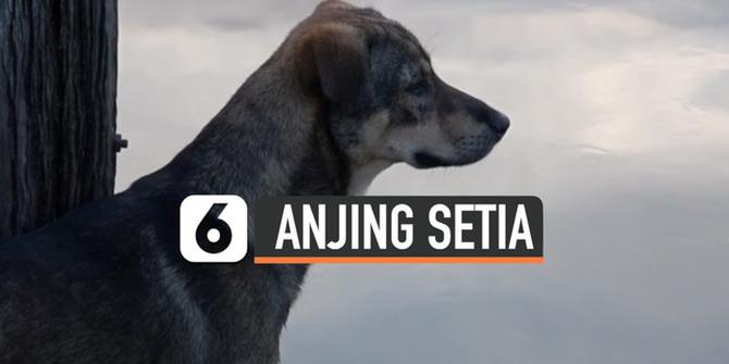 VIDEO: Jatuh di Sungai, Anjing Setia Tunggu Pemiliknya Menjemput