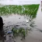 Tak hanya sawah, banjir juga merendam lebih dari 1.500 rumah warga (Bangun Santoso/Liputan6.com)