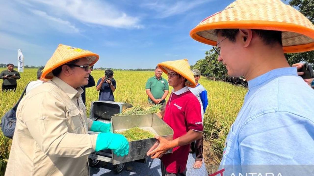 Bappenas Dorong Padi Hibrida: Potensi 10 Ton/Ha Hadapi Tantangan Produktivitas Pertanian Nasional