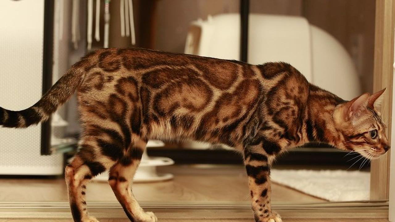 Jenis Kucing Bengal