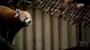 Selain diincar sebagai peliharaan, panda merah juga diburu untuk bulunya. (CARLOS COSTA / AFP)
