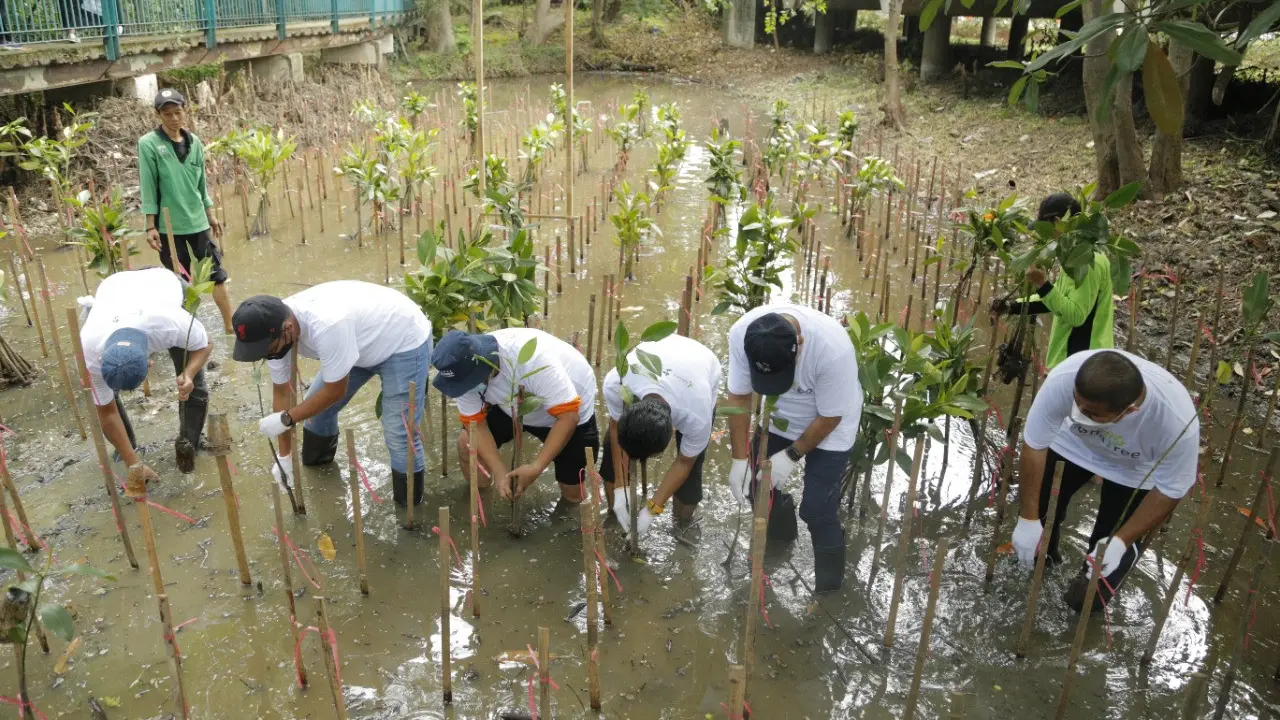 Dalam rangka memperingati hari pohon sedunia, PT Pupuk Indonesia melakukan penanaman 5.500 bibit mangrove