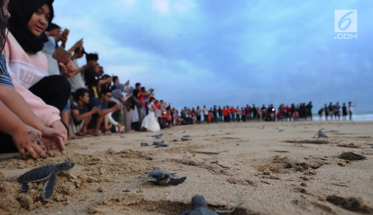 Pengunjung menyaksikan pelepasan lebih dari 300 tukik (anak penyu) Hijau di Pantai Pangumbahan, Ujung Genteng,  Sukabumi, Jawa Barat (27/10). Kegiatan pelepasan tukik pada sore hari ini menjadi  daya tarik pengunjung. (Merdeka.com/Arie Basuki)