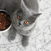 Ketahui cara tepat menyimpan cat food yuk!