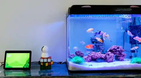 Air aquarium hotsell