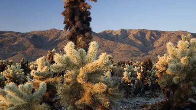 Tempat Relaksasi: Joshua Tree National Park, USA