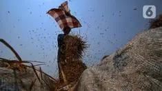 Petani memanen padi di Kronjo, Kabupaten Tangerang, Jumat (8/9/2023). (Liputan6.com/Angga Yuniar)