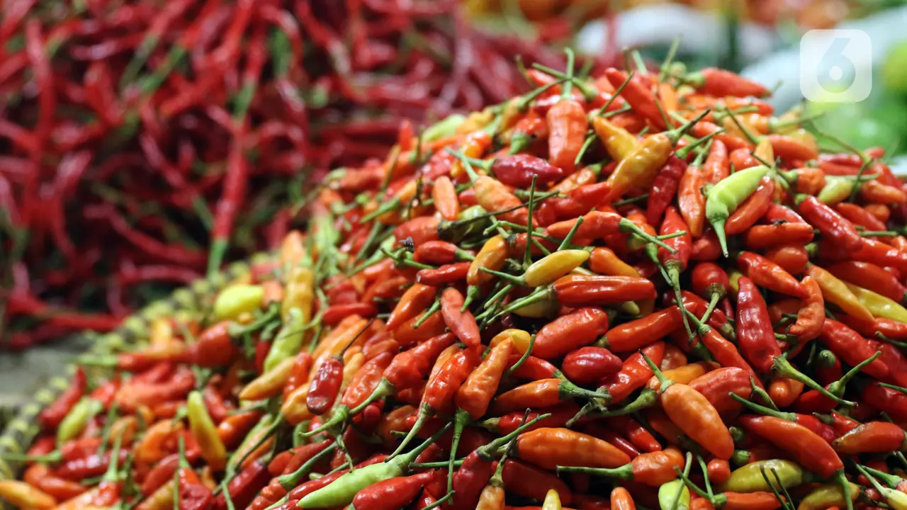 FOTO: Jelang Natal, Harga Cabai Rawit Merah Tembus Rp 100 Ribu per Kilo