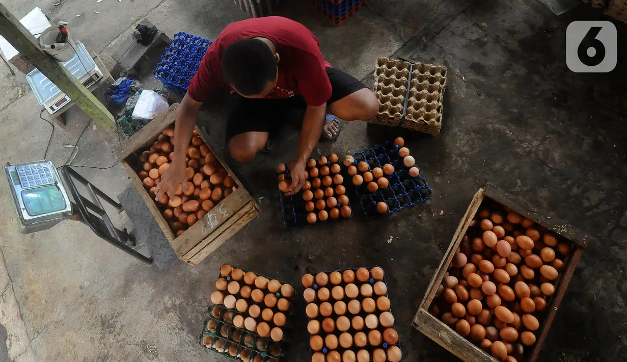 Tingginya harga telur tersebut salah satunya disumbang kenaikan harga pakan ternak yang mencapai Rp 370 ribu per kwintal dari harga Rp 350 ribu per kwintal. (merdeka.com/Arie Basuki)