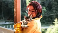 Cara Memanggil Kucing yang Hilang agar Mau Keluar dan Pulang