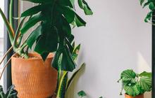 7 Tanaman Herbal Berkhasiat untuk Kulit Wajah, Bikin Awet Muda