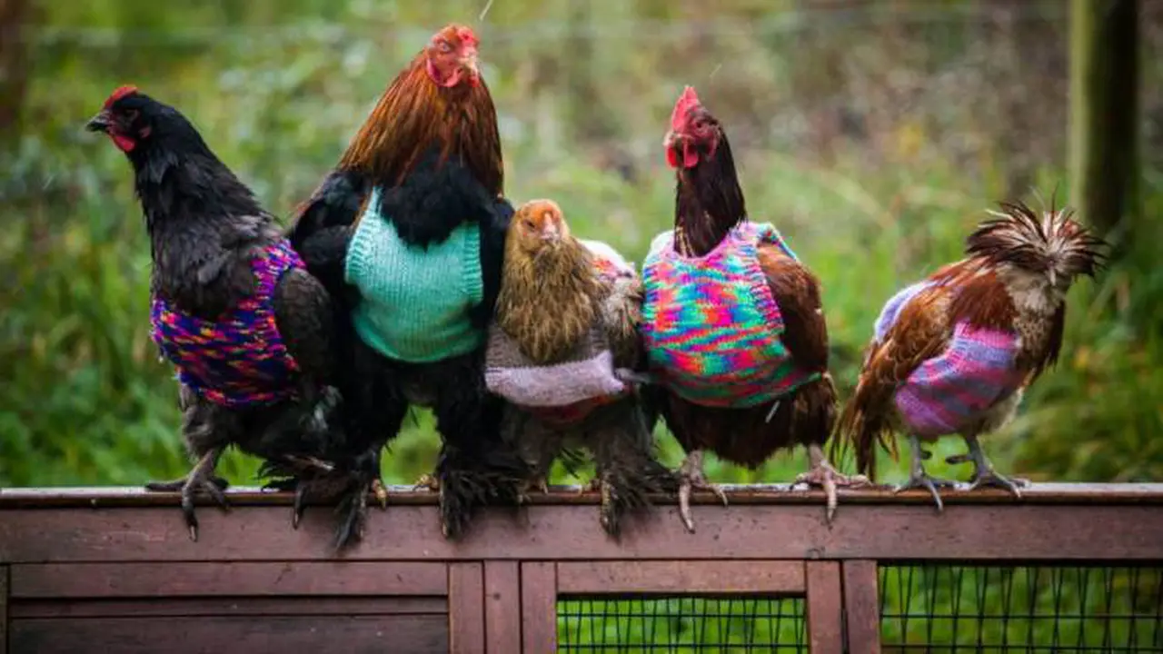 Sweater ayam