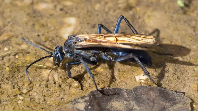 Tarantula Hawk