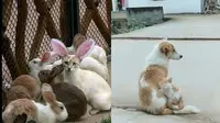 9 Potret Kucing Krisis Identitas Ini Bikin Geleng Kepala (sumber: 1cak IG/txtdarigajelas)