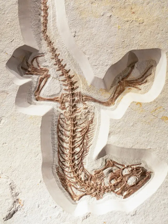 Fossil (unsplash.com/Markus Spiske)