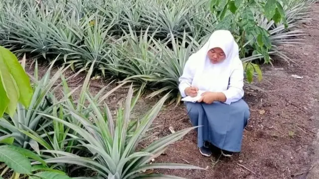 Kurikulum Nanas di SMK di Muara Enim, Latih Pelajar Kelola Buah Lokal Jadi Produk Bernilai