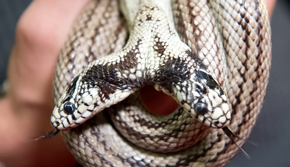 Seekor ular raja California berkepala dua berusia 17 tahun (Lampropeltis getulus californiae) bernama Tom & Jerry dipamerankan di 'Expo Reptil', Villeneuve, Swiss (22/12). Expo Reptil pameran keliling terbesar di Eropa. (Laurent Gillieron/Keystone via AP)