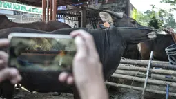 Pekerja memotret sapi yang akan ditawarkan ke konsumen melalui website dan media sosial di Peternakan Yuk Qurban, Depok, Rabu (22/7/2020). Menurut Pemilik peternakan Yuk Qurban itu penjualan hewan kurban melalui daring disambut antusias masyarakat dan terus meningkat. (merdeka.com/Iqbal Nugroho)