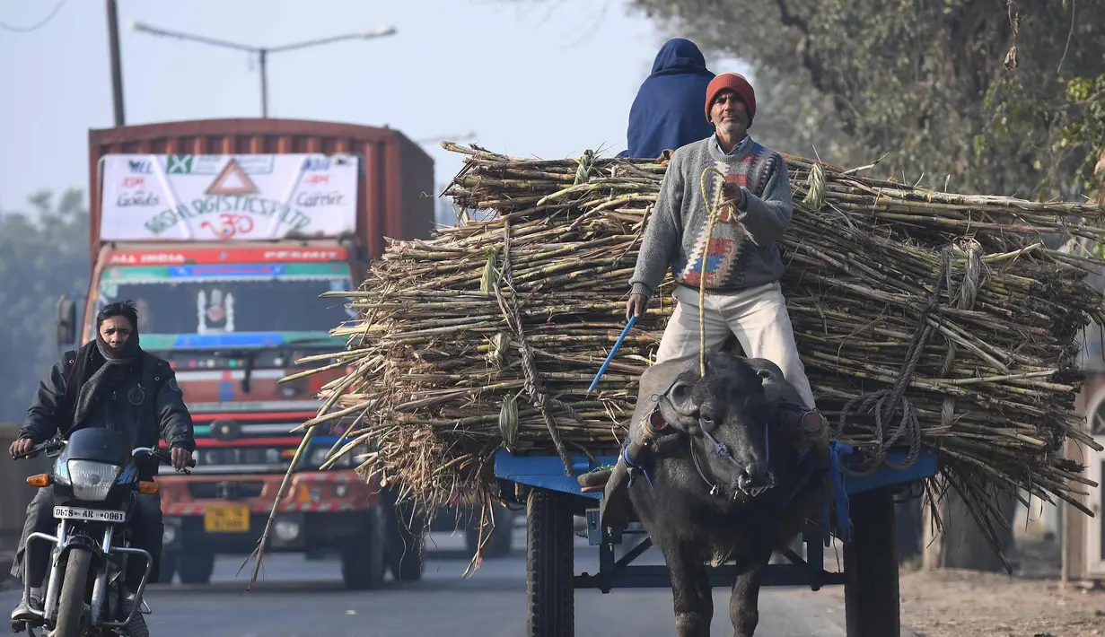 Petani membawa tebu dengan kerbau untuk dijual di pabrik gula di Modinagar di Ghaziabad, New Delhi, (31/1). Pemerintah India akan fokus pada sektor pertanian dalam anggaran tahunannya yang dirilis pada 1 Februari. (AFP Photo/Prakash Singh)