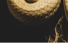 Termasuk King Cobra, ini 10 Ular Beracun Paling Mematikan di Dunia