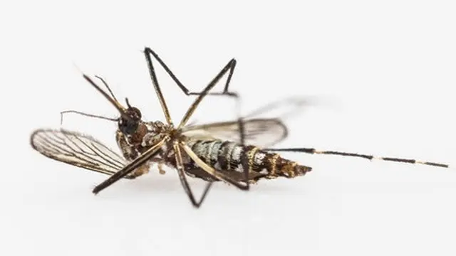 Bandelnya Aedes Aegypti, Nyamuk Penyebab Dengue