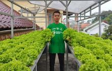 Dari Loteng Sempit, Pemuda Lumajang Wujudkan Kemandirian Pangan Hidroponik