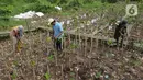 Selain itu, mangrove juga menghasilkan berbagai komoditas perikanan dan kehutanan, menyaring limbah secara alami, menjadi habitat dan tempat pemijahan beberapa jenis satwa, dan mencegah intrusi air laut. (merdeka.com/imam buhori)